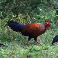 Sri Lanka Junglefowl